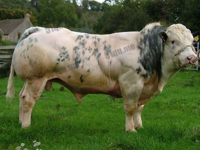 世界上最强壮的牛belgické modrobílé
