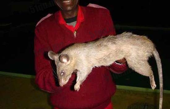 世界上最大的老鼠