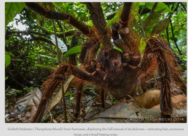 巨型食鸟蛛(South American Goliath birdeater)