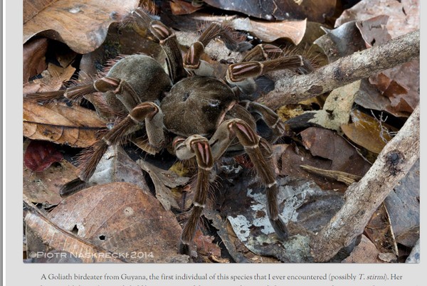 巨型食鸟蛛(South American Goliath birdeater)