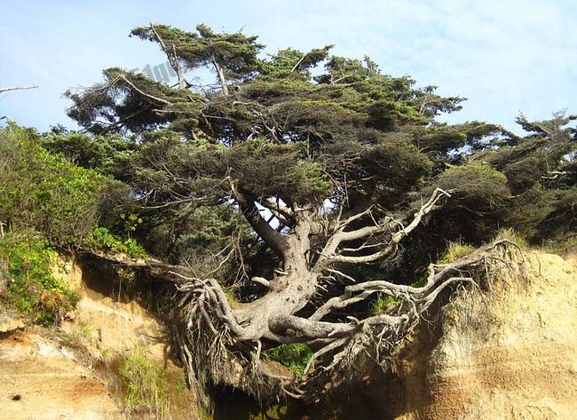 美国树坚强违背重力法则逆生长