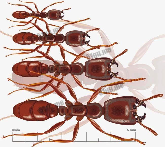 世界上最恐怖的巨型蚂蚁