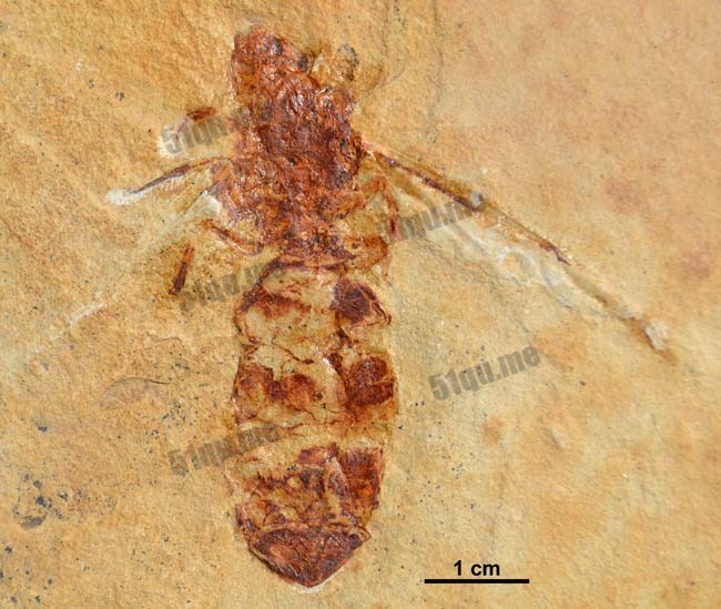 Titanomyrma lubei