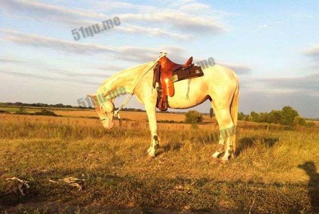 汗血宝马（Akhal-Teke）