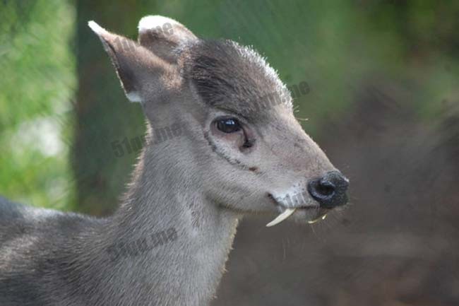 吸血鬼鹿（fanged deer afghanistan、Moschus cupreus）