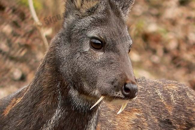 吸血鬼鹿（fanged deer afghanistan、Moschus cupreus）