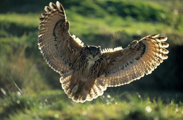 雕鸮(Bubo bubo)