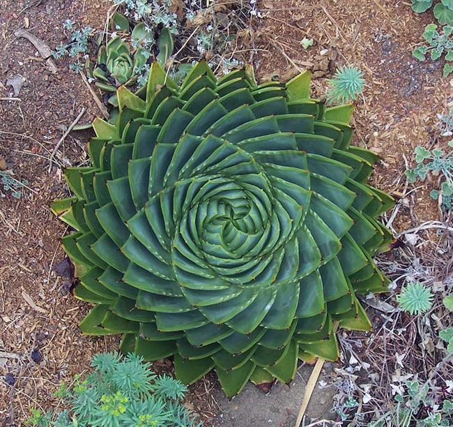 20个神奇的美丽几何图形植物