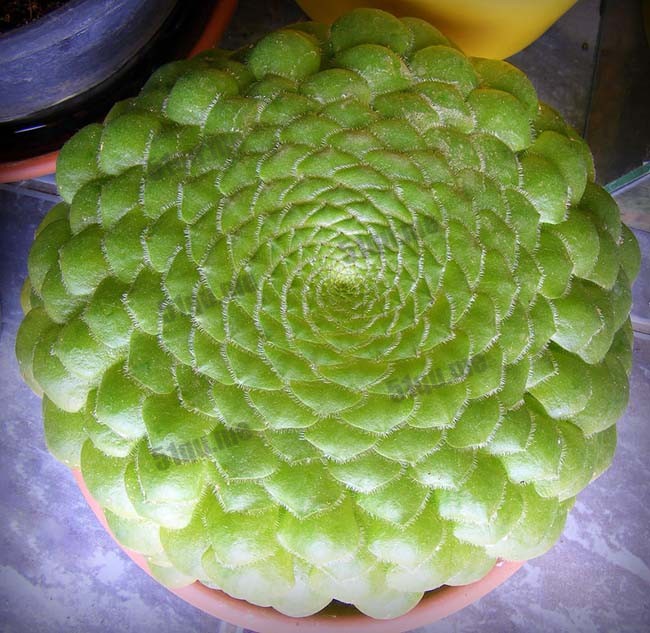 Aeonium Tabuliforme