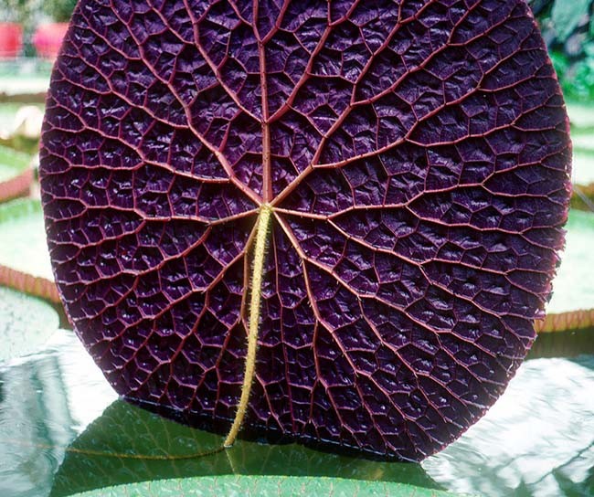 亚马逊睡莲(Amazon Lily Pad)