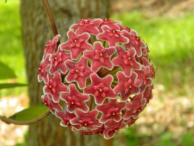 毬兰(Hoya Pubicalyx)