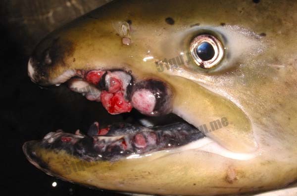 太平洋海鲜遍布肿瘤（fukushima fish）