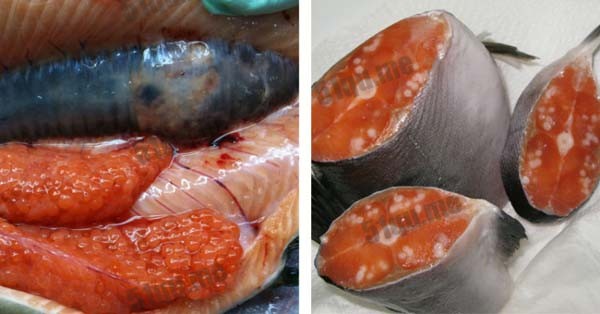 太平洋海鲜遍布肿瘤（fukushima fish）