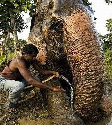 世界上最长寿的大象 已活90多岁