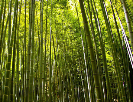 世界上长的最高的竹子是哪个