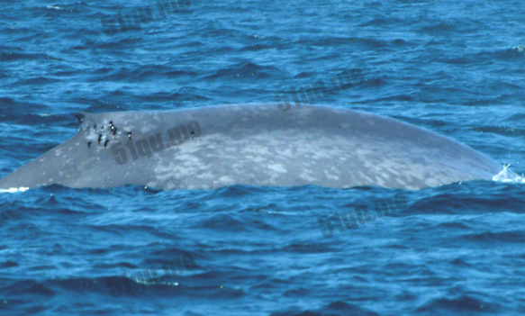 世界上最大的鲸鱼：蓝鲸不是世界上最大的鱼