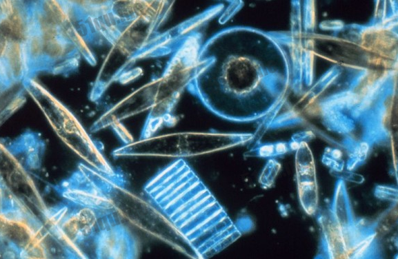胞外聚合物增进微生物于冰冷的海中生存：硅藻