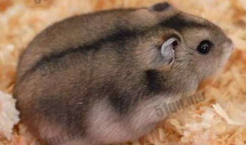 利用光照调节免疫力的神奇动物：西伯利亚仓鼠