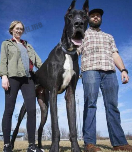 世界上最高的狗2.1米 年仅2岁每晚8杯狗粮