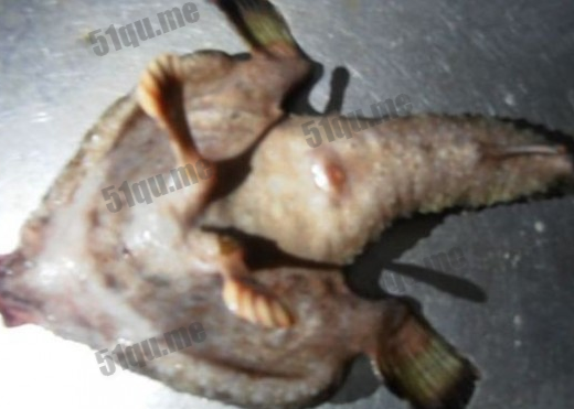 加勒比海捕捉一条酷似外星生物的鱼