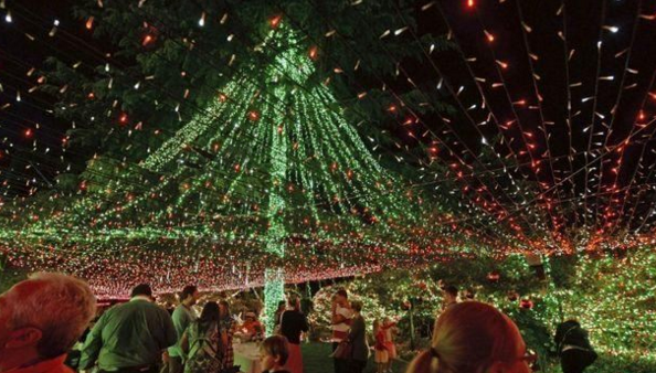 世界上灯饰最多的圣诞树 51万颗圣诞树灯打破世界纪录