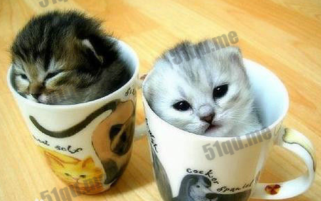 世界上最小的猫 杯子可以装、只有3个鸡蛋大小