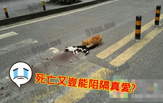 动物都有真爱 公猫被撞死母貓路中不离不弃