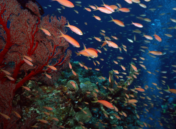 世界上最大最深的海是珊瑚海 约为中国面积的一半