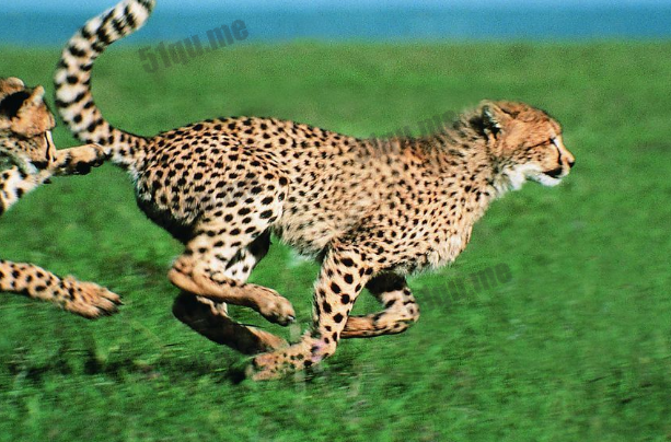 世界上跑的最快的动物是短跑冠军猎豹