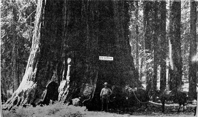 1860年时的谢尔曼将军（The General Sherman tree）