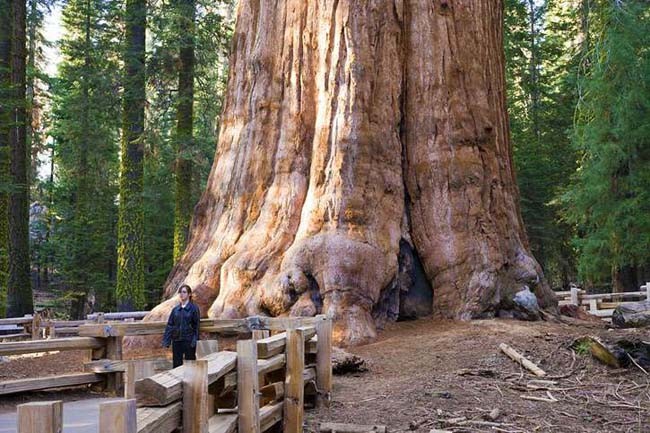 世界上最大的树谢尔曼将军树