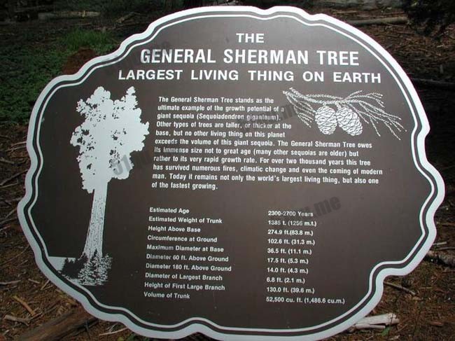 谢尔曼将军（The General Sherman tree）标牌