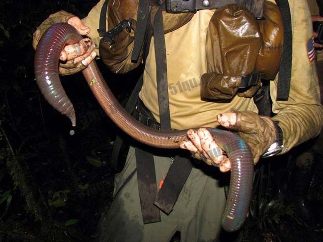 巨型蚯蚓学名为Megascolides australis