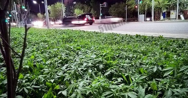 哈萨克路边居然栽大麻