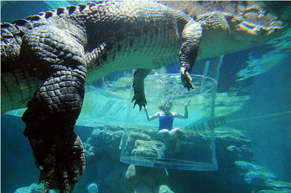 湾鳄 世界上体型最庞大的鳄鱼