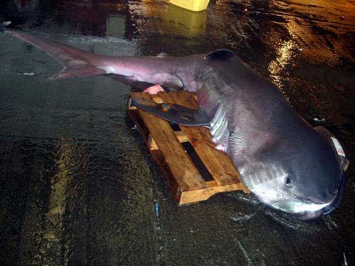 日本抓获的地震大嘴怪鱼