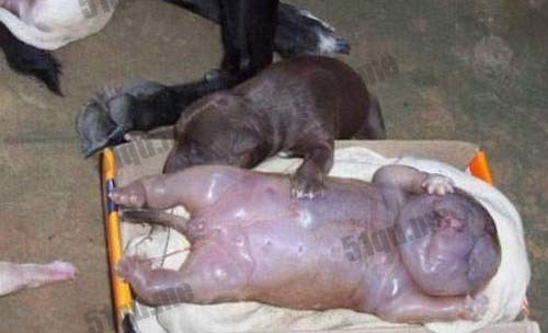 俄罗斯发现的似男婴的狗怪胎