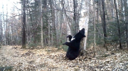 俄罗斯黑熊蹭痒秀热舞视频引网友围观