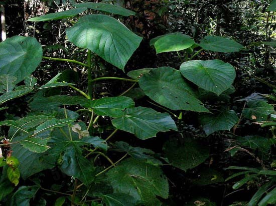 世界上最毒印尼的金皮树连呼吸到都会过敏