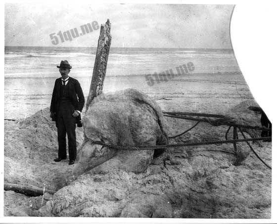 1897年圣奥古斯丁海怪身体测量18英尺长10英尺宽，估计重量在5-6吨