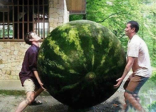 世界上最大和最小的西瓜