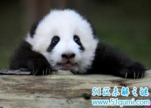 真气愤!泰国动物园那劣质食物喂熊猫
