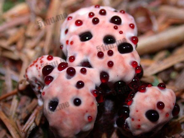 出血齿菌（Bleeding Tooth Fungus）