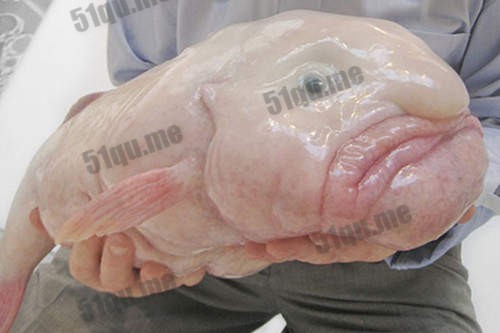 水滴鱼（Blobfish）