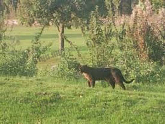 英国大猫（British big cats）