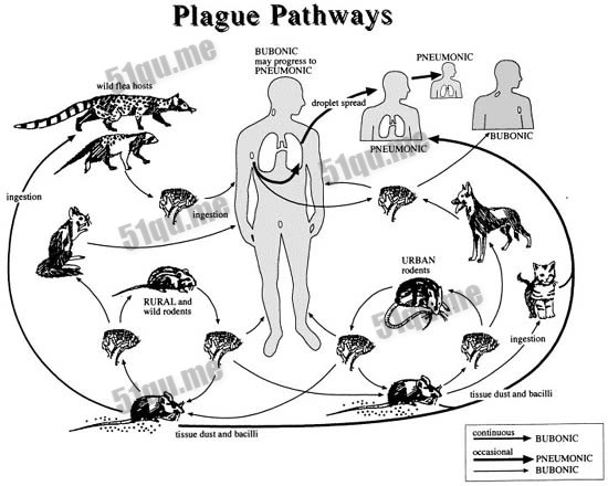 黑死病(Bubonic Plague)