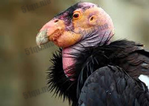 加州神鹫（California Condor）