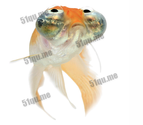 朝天眼金鱼（Celestial Eye Goldfish）