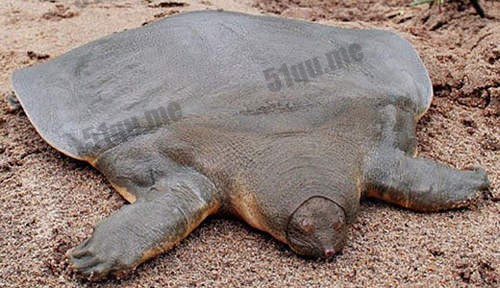 鼋，又名沙鳖（Giant Soft Shelled Turtle）