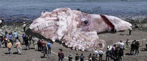 巨型乌贼(Giant squid)
